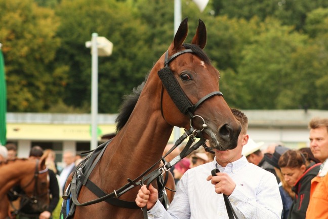 horse racing image